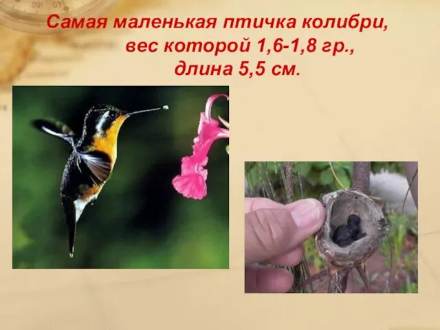 Самая маленькая птичка колибри, вес которой 1,6-1,8 гр., длина 5,5 см.