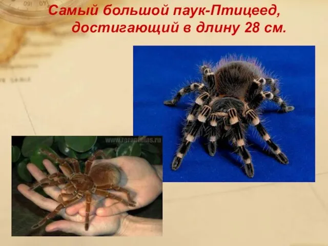 Самый большой паук-Птицеед, достигающий в длину 28 см.