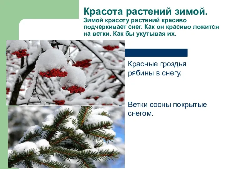 Красота растений зимой. Зимой красоту растений красиво подчеркивает снег. Как он красиво ложится