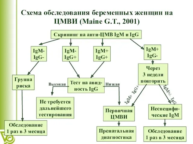 Низкая Высокая Схема обследования беременных женщин на ЦМВИ (Maine G.T.,