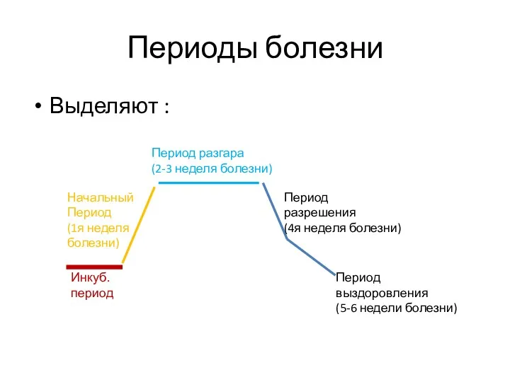 Периоды болезни Выделяют : Инкуб. период Начальный Период (1я неделя болезни) Период разгара