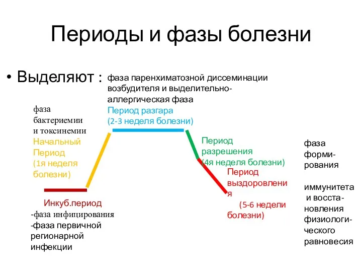 Периоды и фазы болезни Выделяют : Инкуб.период -фаза инфицирования -фаза первичной регионарной инфекции