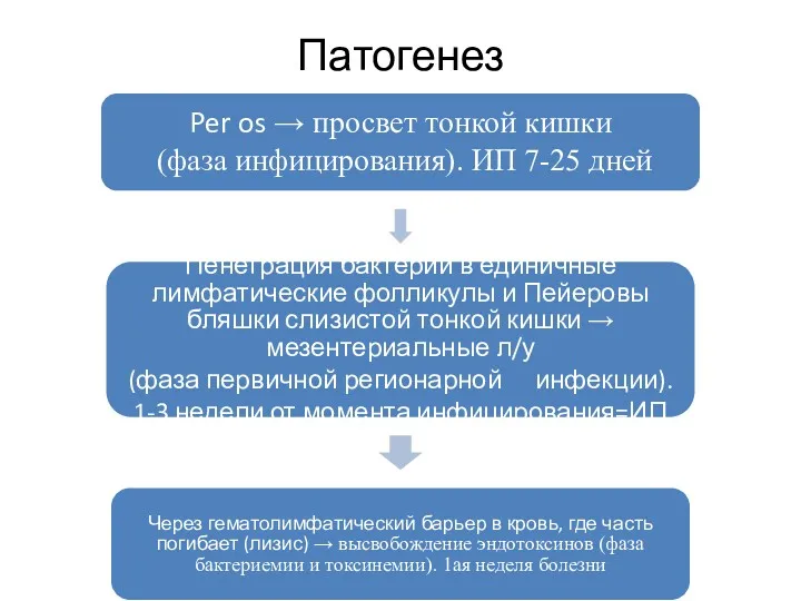 Патогенез Per os → просвет тонкой кишки (фаза инфицирования). ИП 7-25 дней Пенетрация