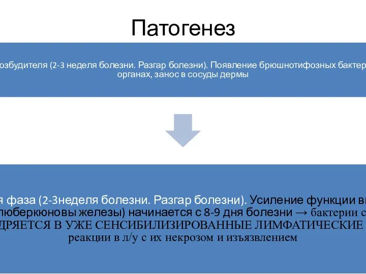 Патогенез Фаза паренхиматозной диссеминации возбудителя (2-3 неделя болезни. Разгар болезни).