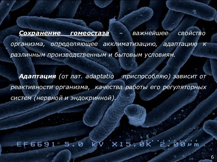 Сохранение гомеостаза – важнейшее свойство организма, определяющее акклиматизацию, адаптацию к различным производственным и