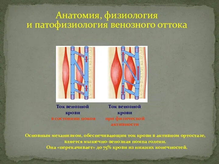 Основным механизмом, обеспечивающим ток крови в активном ортостазе, вляется мышечно-венозная