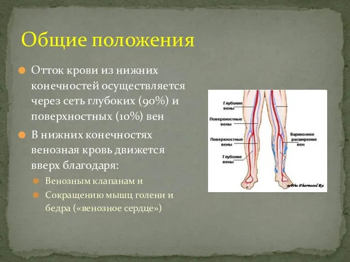 Отток крови из нижних конечностей осуществляется через сеть глубоких (90%)