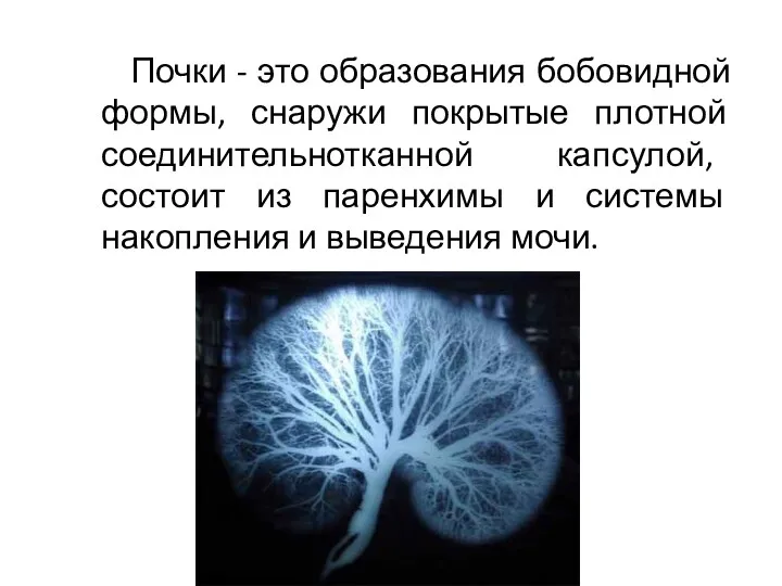 Почки - это образования бобовидной формы, снаружи покрытые плотной соединительнотканной