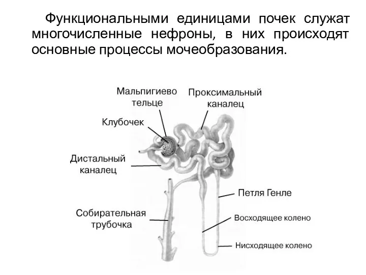 Функциональными единицами почек служат многочисленные нефроны, в них происходят основные процессы мочеобразования.