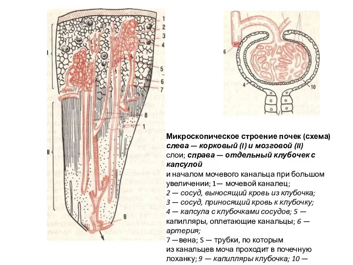 Микроскопическое строение почек (схема) слева — корковый (I) и мозговой (II) слои; справа