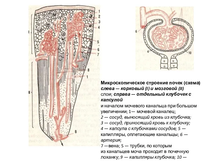 Микроскопическое строение почек (схема) слева — корковый (I) и мозговой