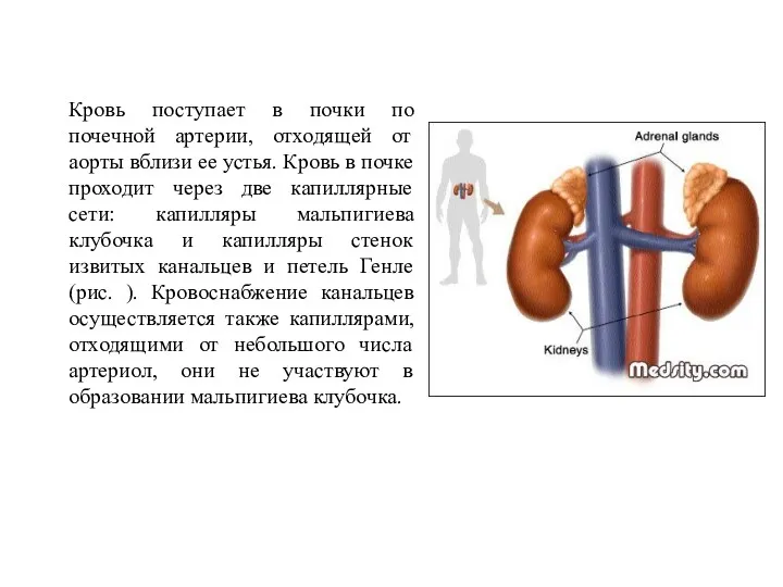 Кровь поступает в почки по почечной артерии, отходящей от аорты