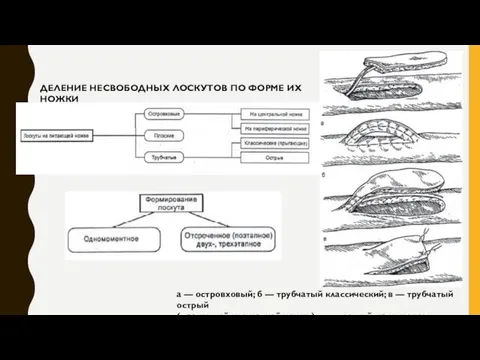 ДЕЛЕНИЕ НЕСВОБОДНЫХ ЛОСКУТОВ ПО ФОРМЕ ИХ НОЖКИ а — островховый;