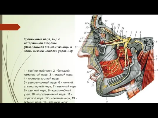 Тройничный нерв, вид с латеральной стороны. (Латеральная стенка глазницы и часть нижней челюсти
