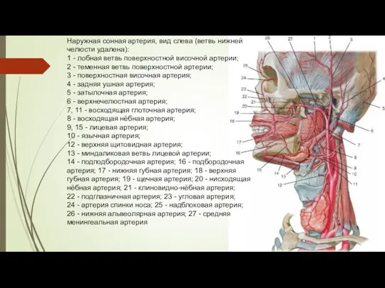 Наружная сонная артерия, вид слева (ветвь нижней челюсти удалена): 1