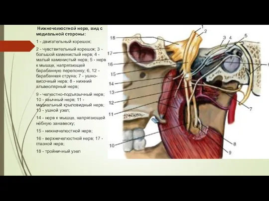 Нижнечелюстной нерв, вид с медиальной стороны: 1 - двигательный корешок; 2 - чувствительный
