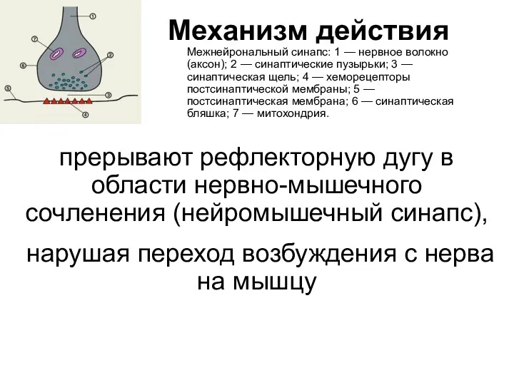 Механизм действия Межнейрональный синапс: 1 — нервное волокно (аксон); 2 — синаптические пузырьки;