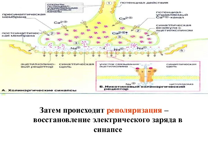 Затем происходит реполяризация – восстановление электрического заряда в синапсе