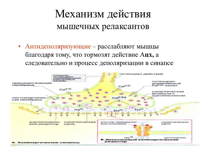 Механизм действия мышечных релаксантов Антидеполяризующие – расслабляют мышцы благодаря тому,