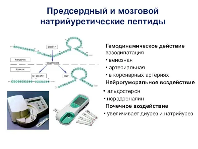 Гемодинамическое действие вазодилатация • венозная • артериальная • в коронарных