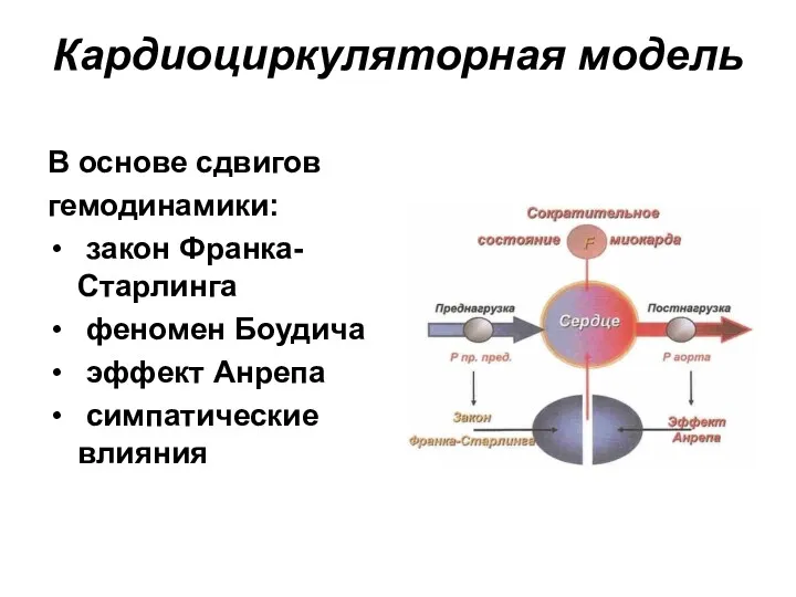 Кардиоциркуляторная модель В основе сдвигов гемодинамики: закон Франка-Старлинга феномен Боудича эффект Анрепа симпатические влияния