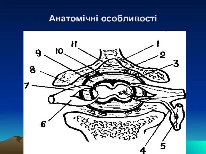 Анатомічні особливості