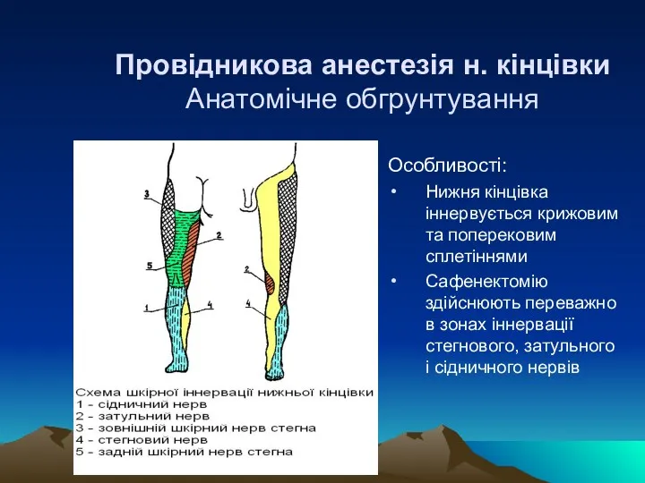 Провідникова анестезія н. кінцівки Анатомічне обгрунтування Особливості: Нижня кінцівка іннервується