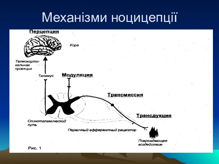 Механізми ноцицепції