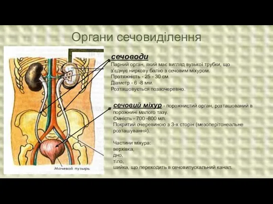 Органи сечовиділення сечоводи Парний орган, який має вигляд вузької трубки, що з'єднує ниркову