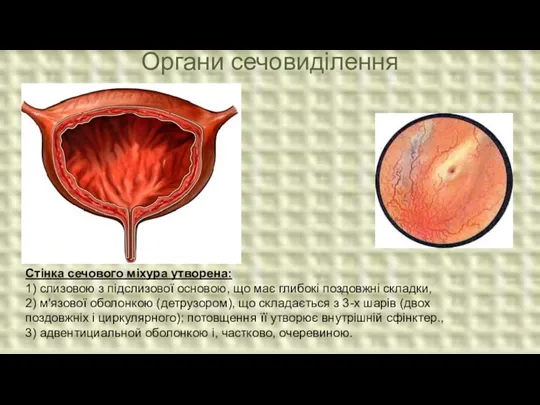 Органи сечовиділення Стінка сечового міхура утворена: 1) слизовою з підслизової