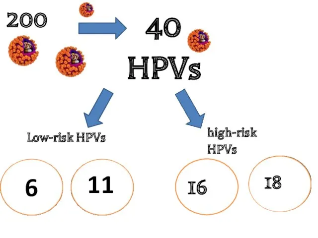 40 HPVs 200 Low-risk HPVs high-risk HPVs 16 18 11 6