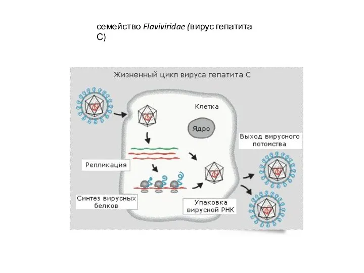 семейство Flaviviridae (вирус гепатита С)