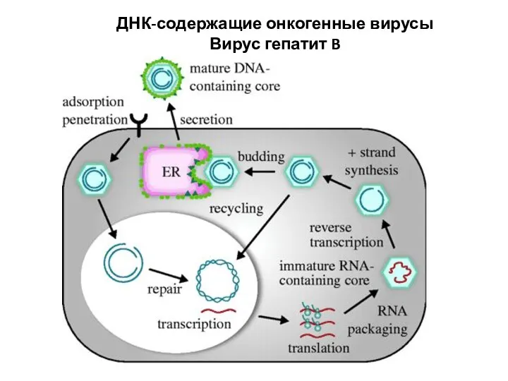 ДНК-содержащие онкогенные вирусы Вирус гепатит B