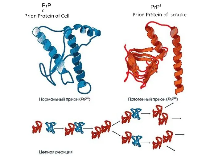 Prion Protein of Cell РrРC РrРSc Prion Protein of scrapie