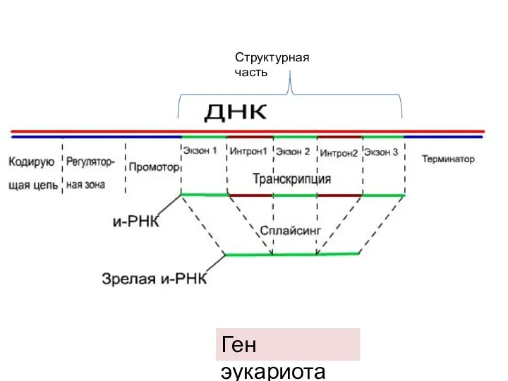 Ген эукариота Структурная часть