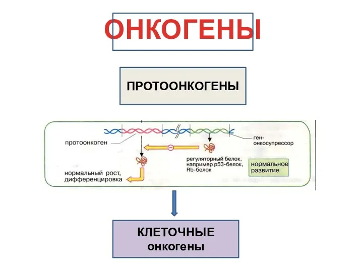 ОНКОГЕНЫ КЛЕТОЧНЫЕ онкогены ПРОТООНКОГЕНЫ