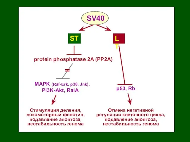 MAPK (Raf-Erk, p38, Jnk), PI3K-Akt, RalA ST LT p53, Rb