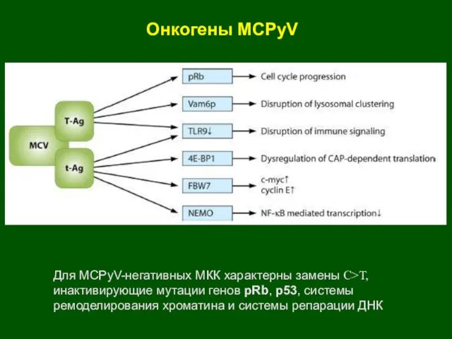 Онкогены MCPyV Для MCPyV-негативных МКК характерны замены C>T, инактивирующие мутации