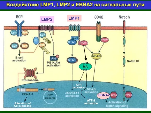 Воздействие LMP1, LMP2 и EBNA2 на сигнальные пути AP-1 activation