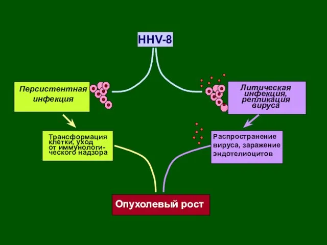 HHV-8 Персистентная инфекция Трансформация клетки, уход от иммунологи- ческого надзора