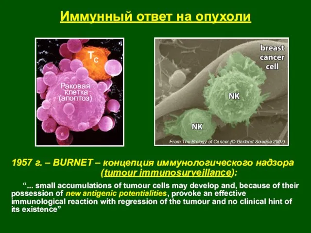 Иммунный ответ на опухоли 1957 г. – BURNET – концепция