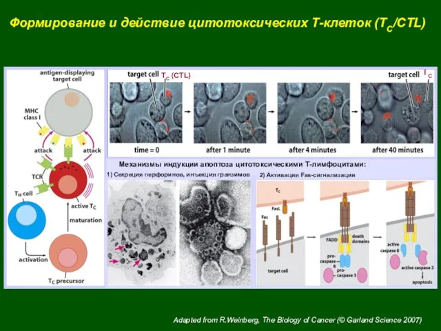 Механизмы индукции апоптоза цитотоксическими Т-лимфоцитами: Формирование и действие цитотоксических Т-клеток
