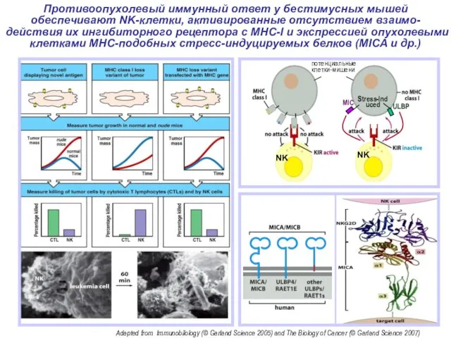 NK NK потенциальные клетки-мишени Противоопухолевый иммунный ответ у бестимусных мышей