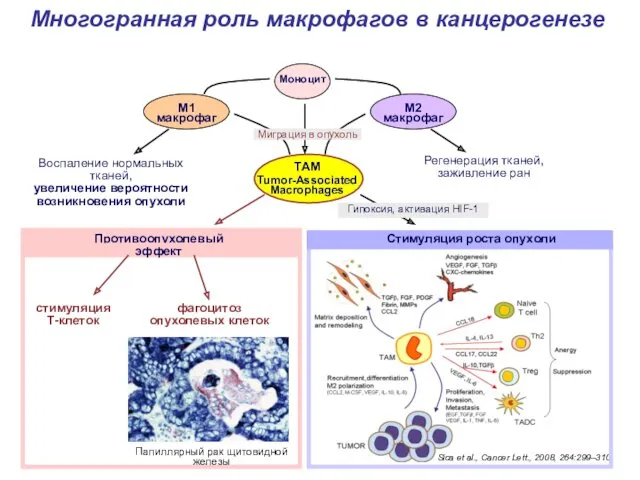 Многогранная роль макрофагов в канцерогенезе Воспаление нормальных тканей, увеличение вероятности