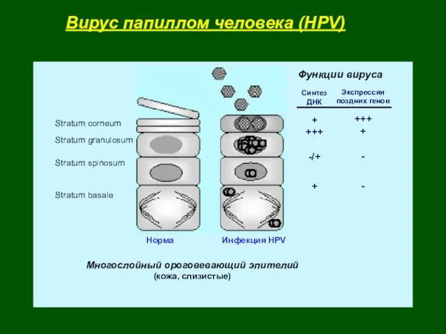 Вирус папиллом человека (HPV) Функции вируса Синтез ДНК + +++