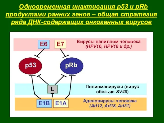 Одновременная инактивация р53 и pRb продуктами ранних генов – общая