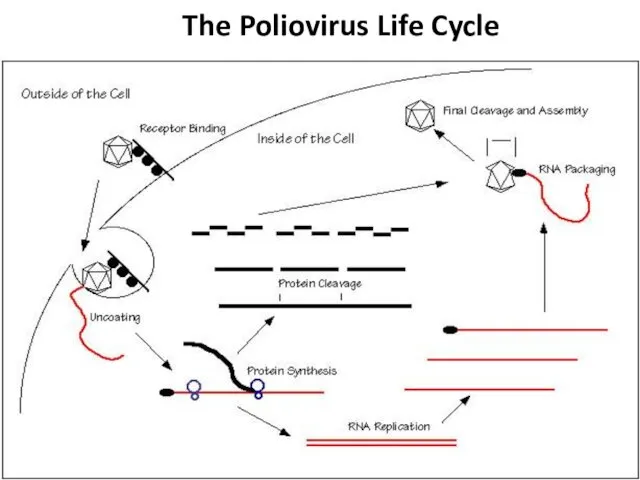 The Poliovirus Life Cycle