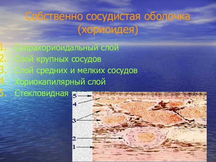 Собственно сосудистая оболочка (хориоидея) Супрахориоидальный слой Слой крупных сосудов Слой