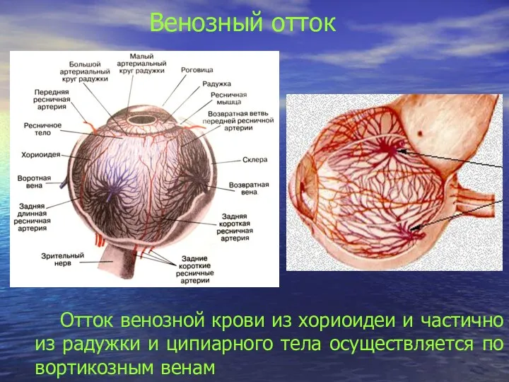 Венозный отток Отток венозной крови из хориоидеи и частично из