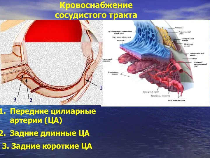 Кровоснабжение сосудистого тракта Передние цилиарные артерии (ЦА) Задние длинные ЦА 3. Задние короткие ЦА